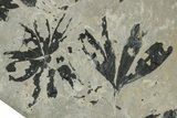 Jurassic Fossil Leaf (Ginkgo) Plate - England #242161-2